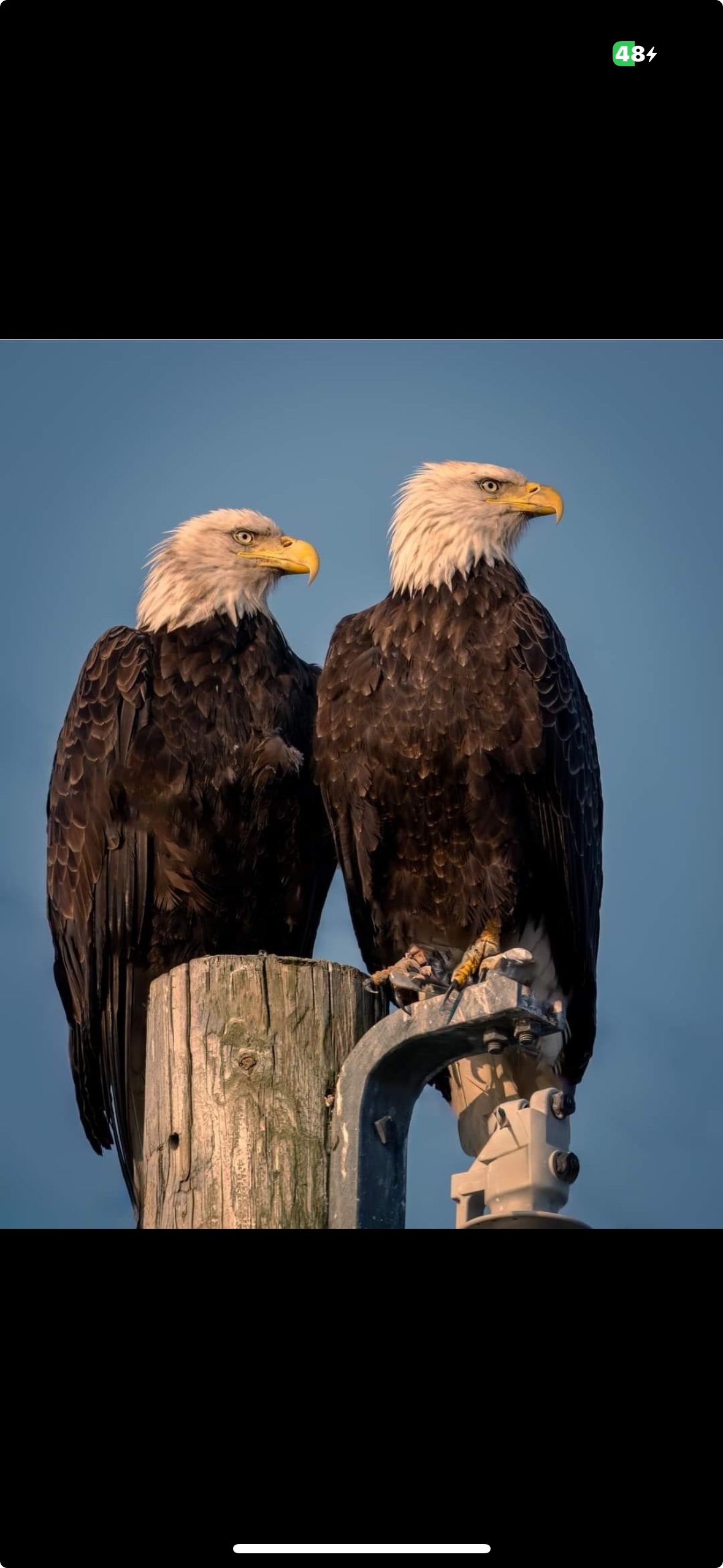 You might get to see this pair who call their home - Moody Beach!